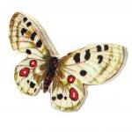Wooden Butterfly Rings - Gossimarwings - Handmade..